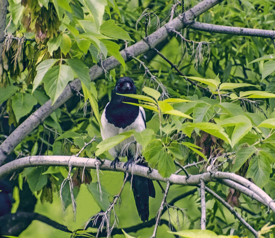 В тёмном платочке - Oleg4618 Шутченко