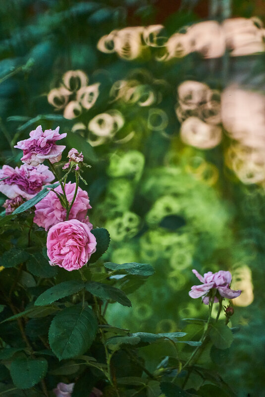 роза - Александр Леонов