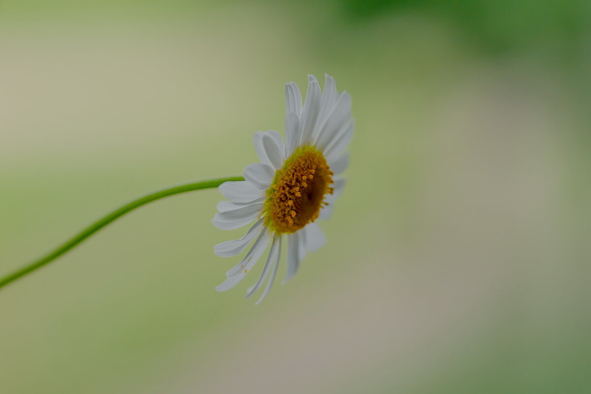 Летняя нежность.... - Sergey (Apg)