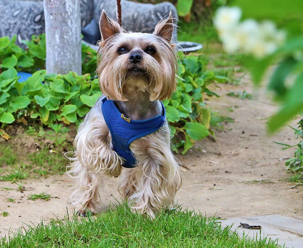 Любопытный Йорк - Светлана 