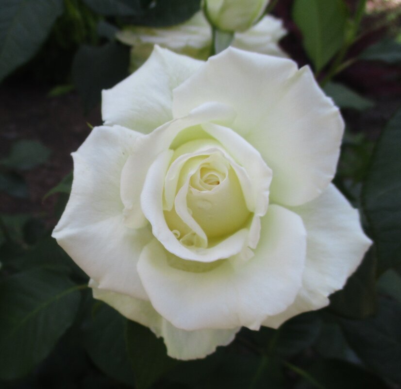 Роза - Татьяна Иваненкова