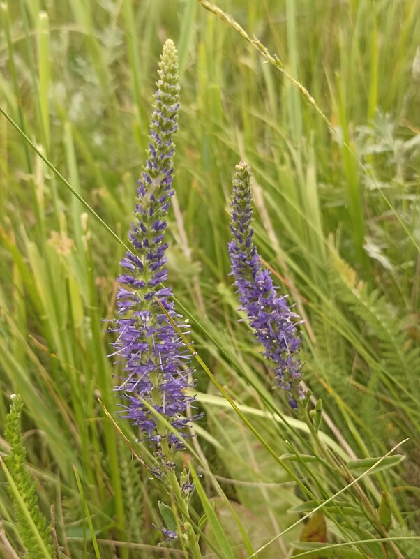 Полевые цветы - Pippa Полевые цветы - Pippa