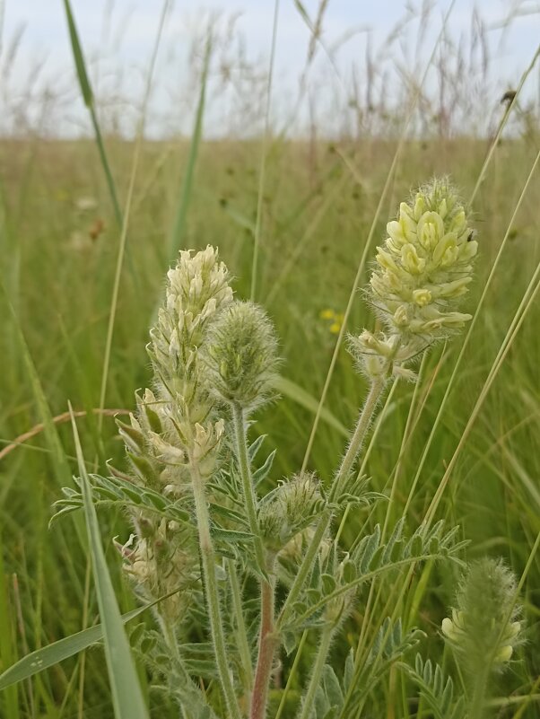 Полевые цветы - Pippa 