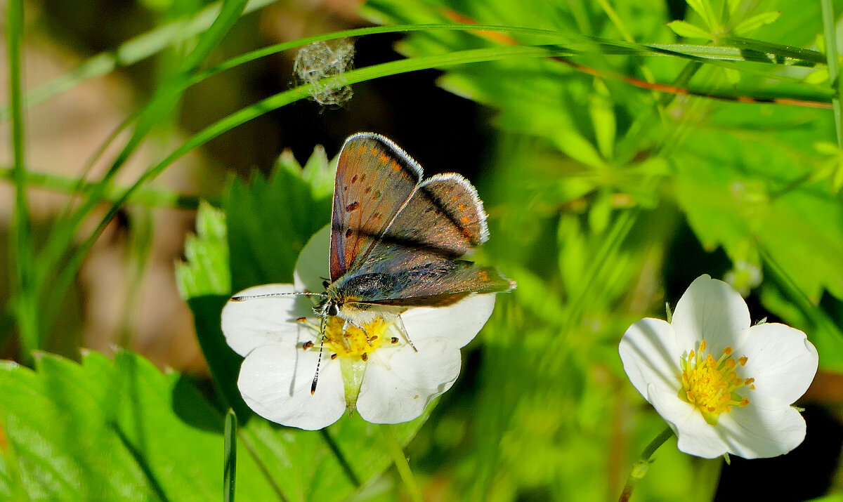 опять про бабочек 32 - Александр Прокудин опять про бабочек 32 - Александр Прокудин