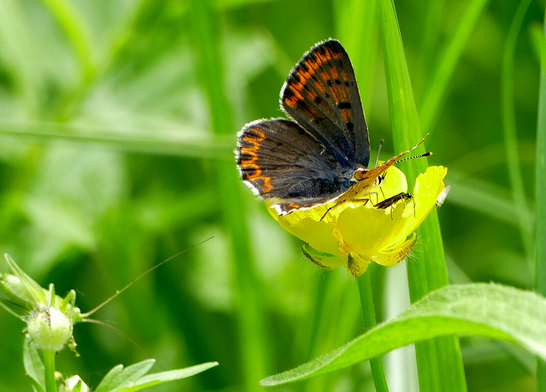 опять про бабочек 34 - Александр Прокудин опять про бабочек 34 - Александр Прокудин
