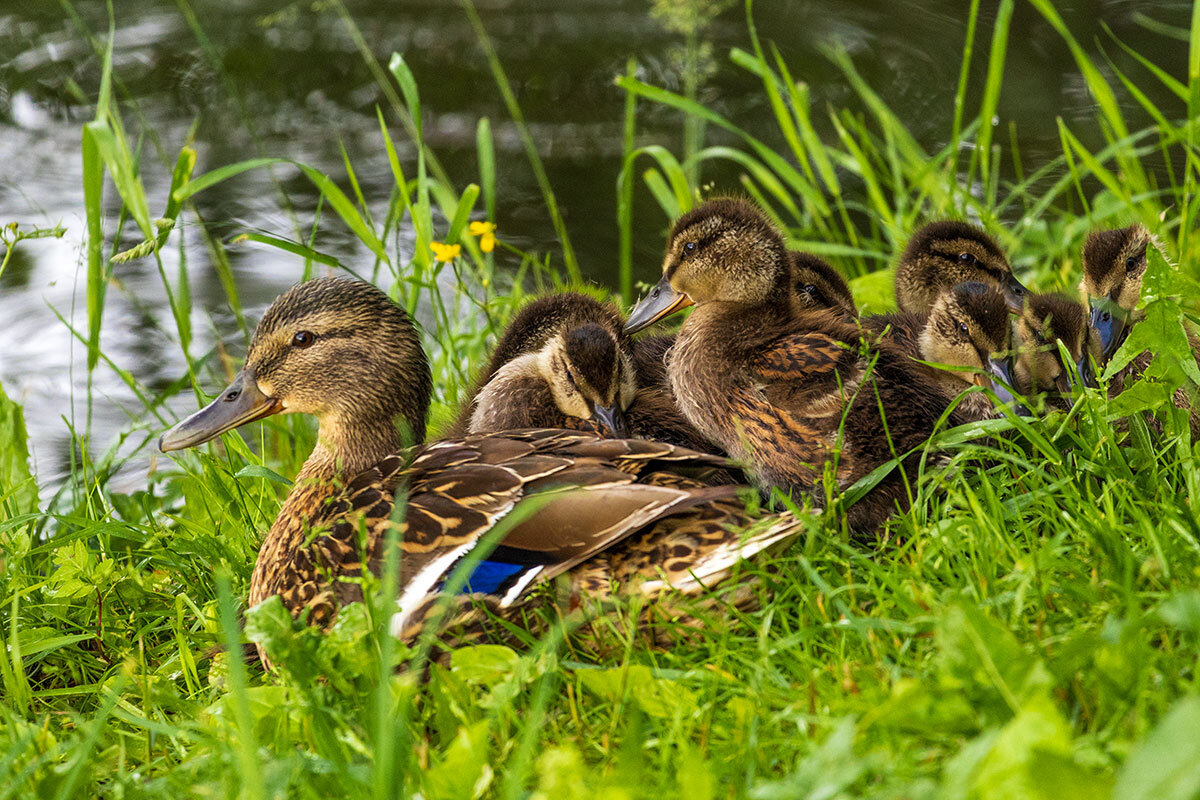 Семейка - vladimir Б