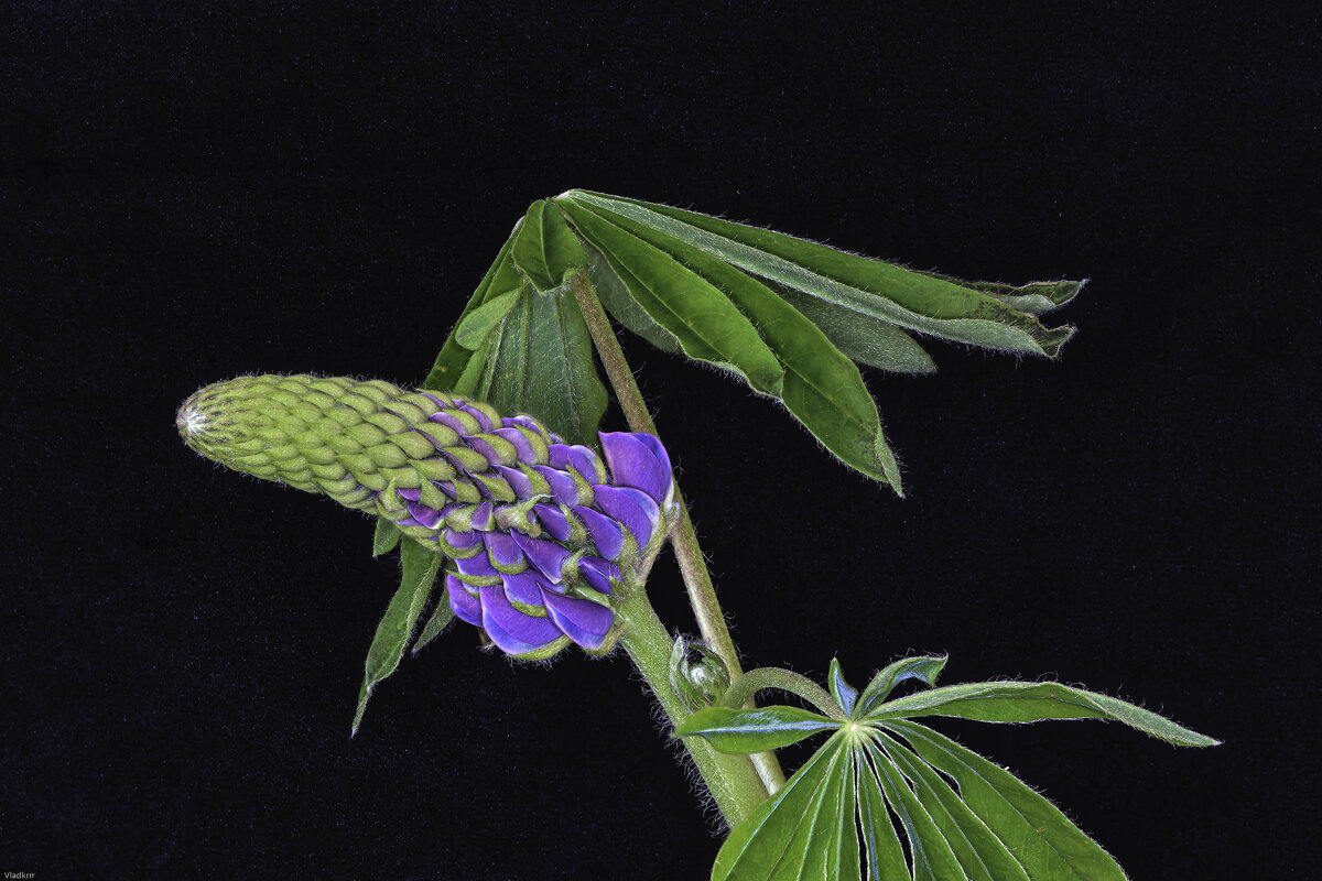 люпин - Vlad Krrr