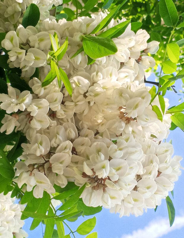 Белая акация - Сапсан 