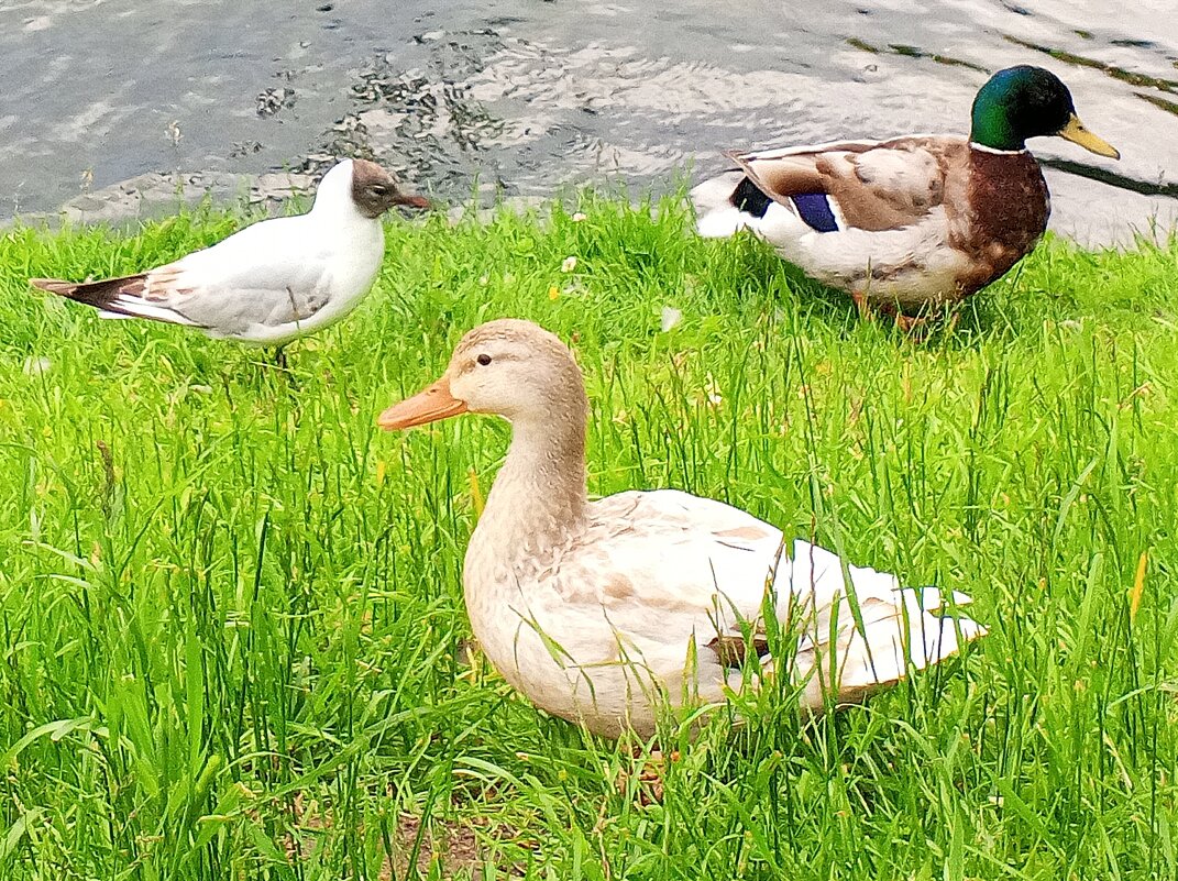 Утки - Сапсан 