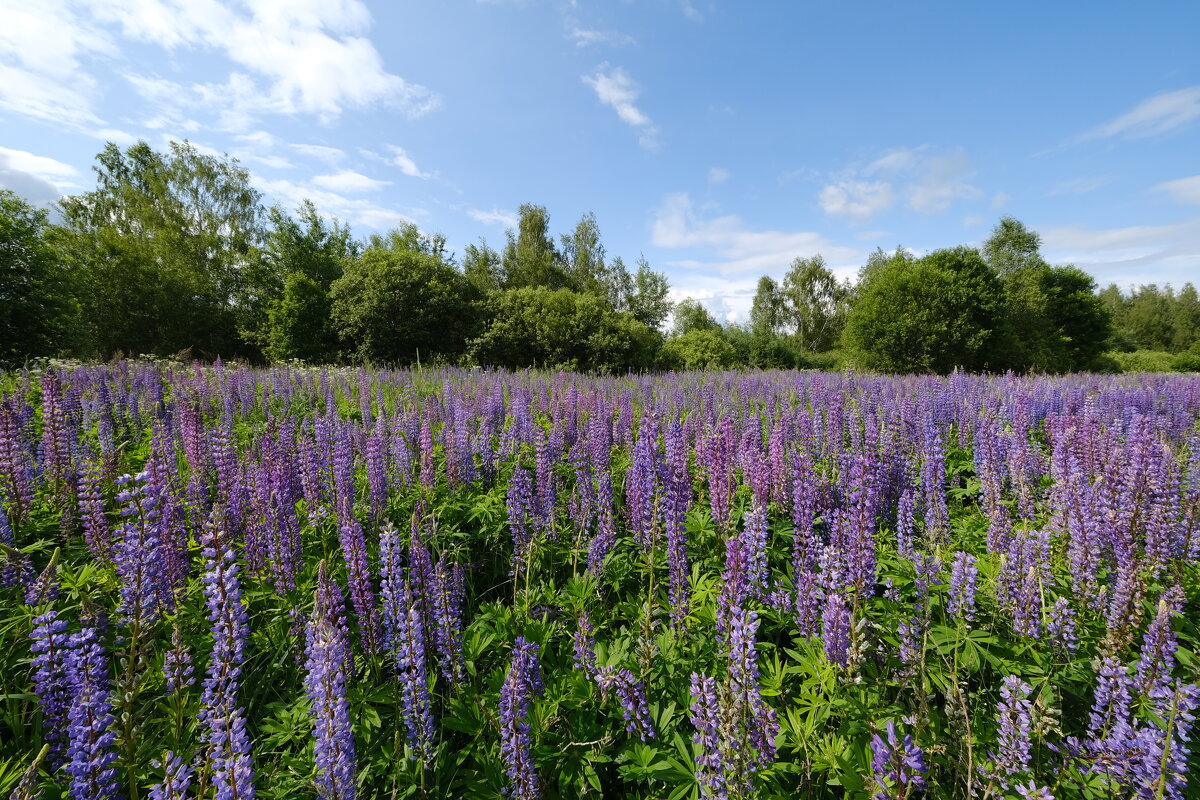 Люпиновое поле - Андрей Зайцев