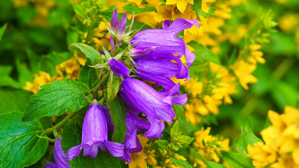 Колокольчики на городской клумбе. - Милешкин Владимир Алексеевич 