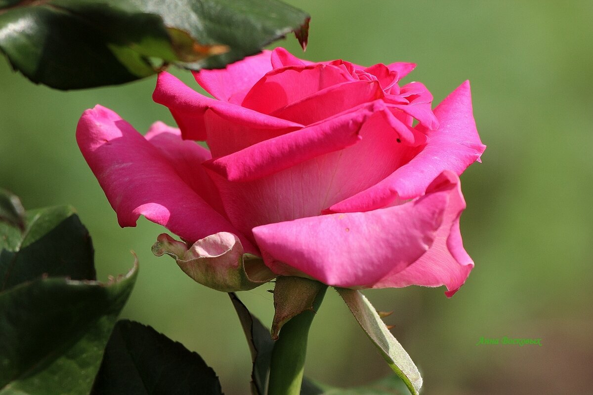 Розовое совершенство. - Восковых Анна Васильевна 