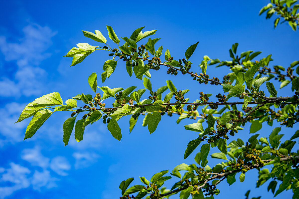 Тутовник - Анатолий Чикчирный