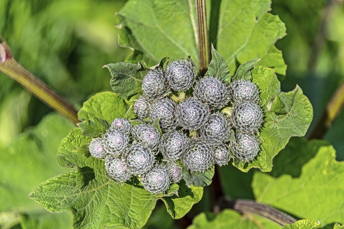 Лопух, он же репейник - Валерий Иванович Лопух, он же репейник - Валерий Иванович