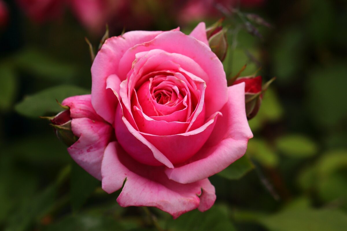 Доброе утро - Юрий. Шмаков