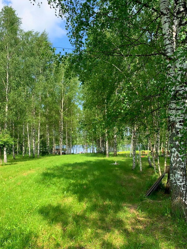 Берёзовая роща - Ольга Довженко