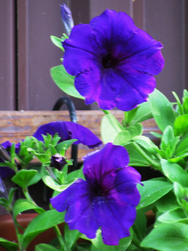 Петуния цветёт - Людмила Смородинская