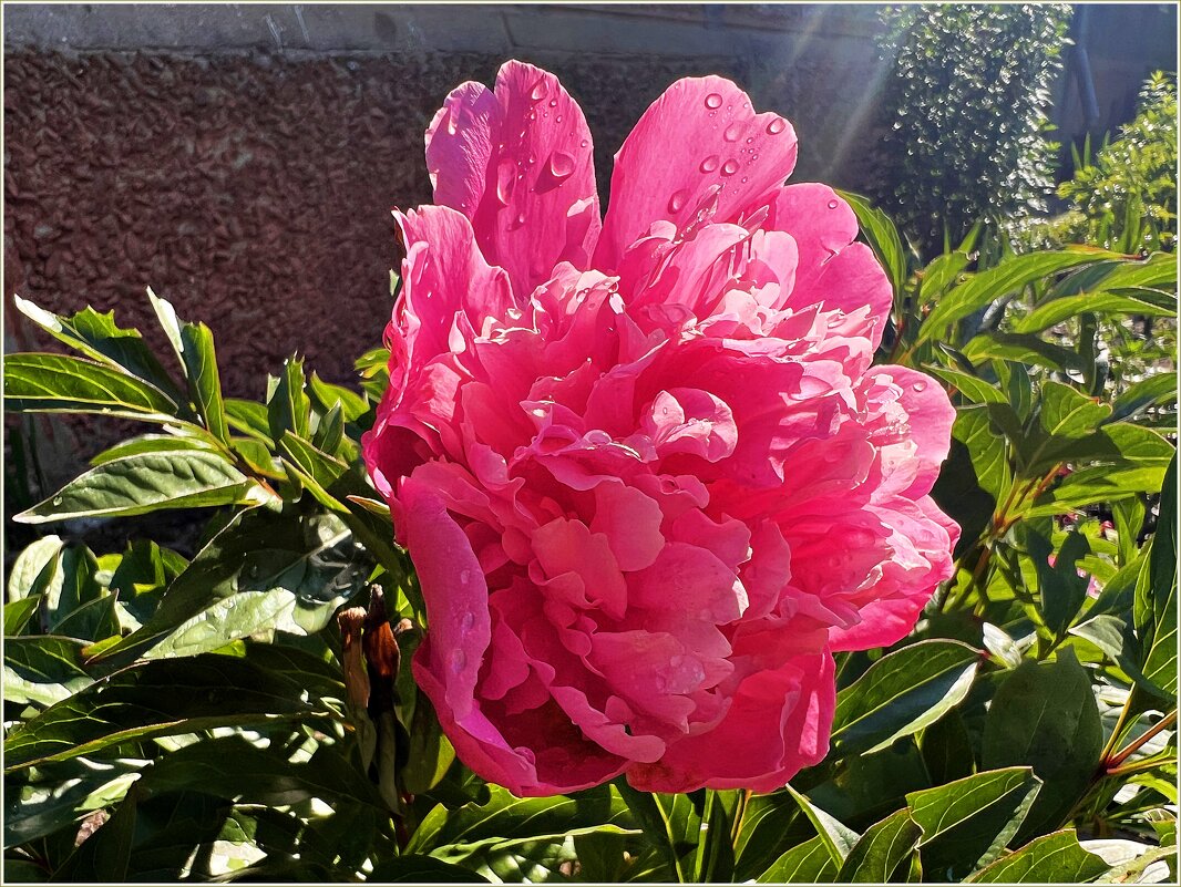 Пион. - Валерия Комова Пион. - Валерия Комова