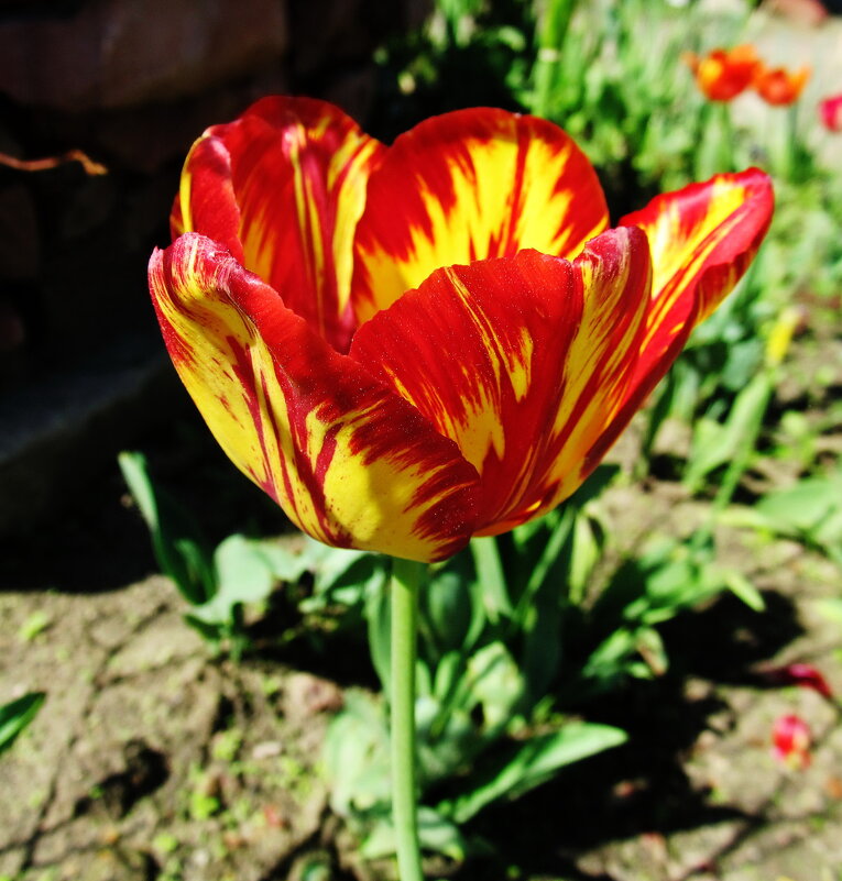 Тюльпан - PRP 