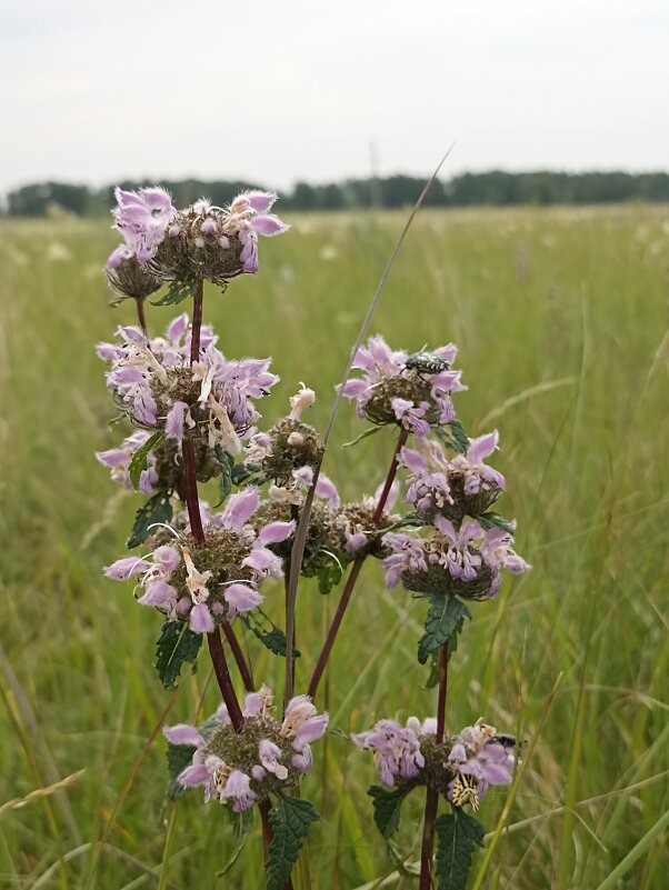 Полевые цветы - Pippa 