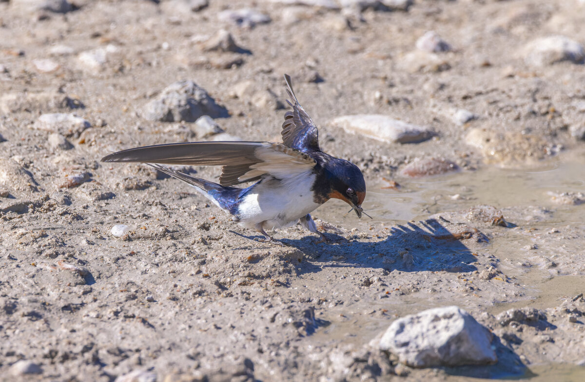 ласточки - юрий макаров