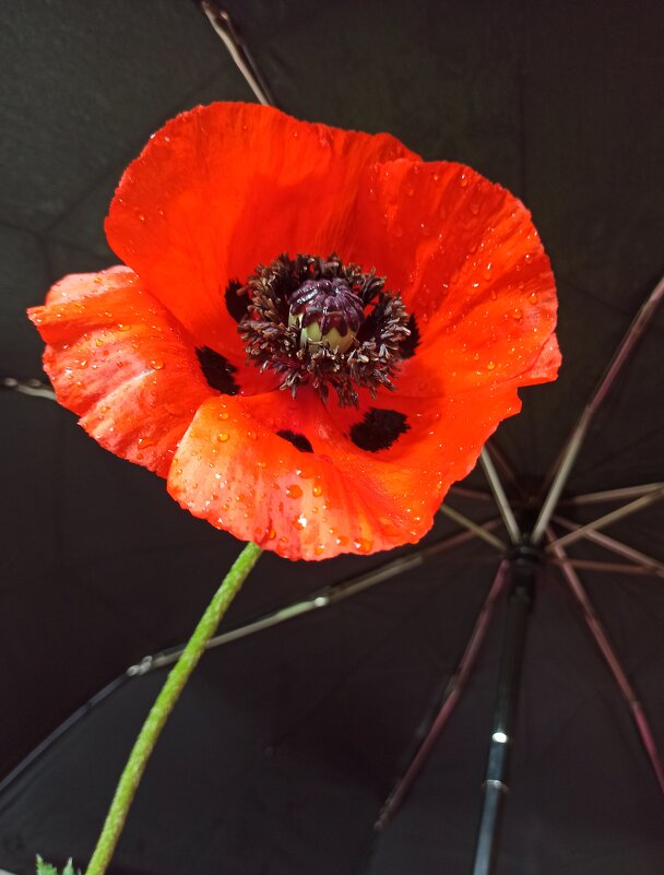 И снова дождь... - veilins veilins