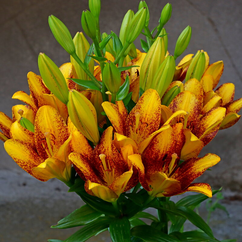 *** - Игорь Kуленко *** - Игорь Kуленко