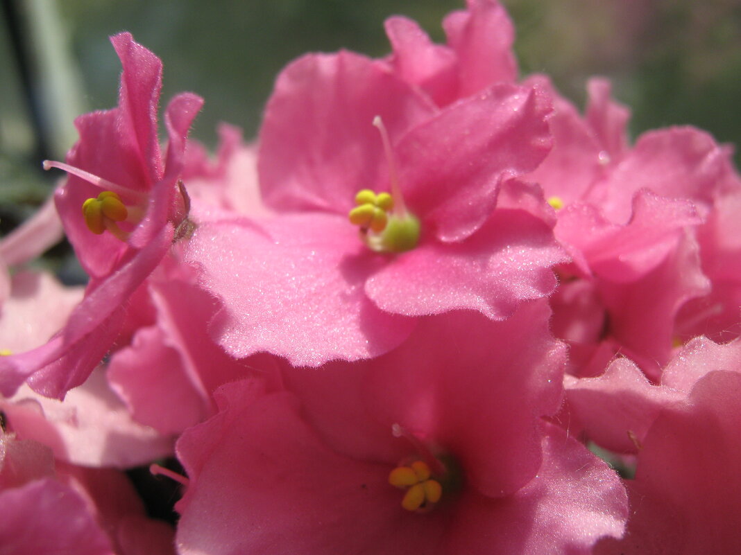 Нежность - Елена Семигина