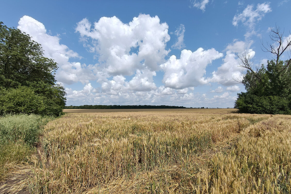 Июнь. Зреют хлеба. - Валерий Ткаченко