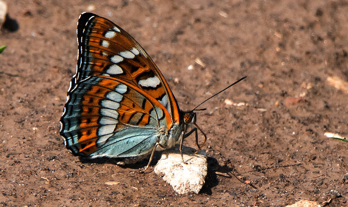 Ленточник тополёвый - Владимир Безбородов