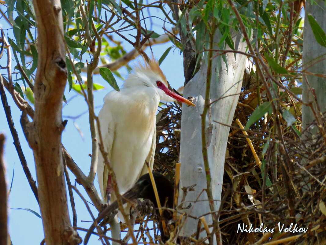 Египетская цапля - Николай Волков Египетская цапля - Николай Волков