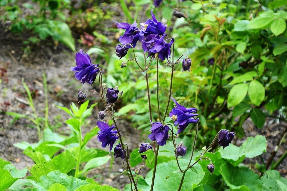 Аквилегия - Рита Симонова