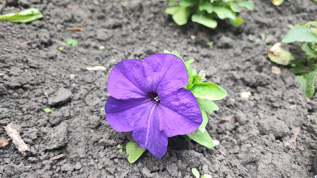 ,,, - Сергей Тимоновский