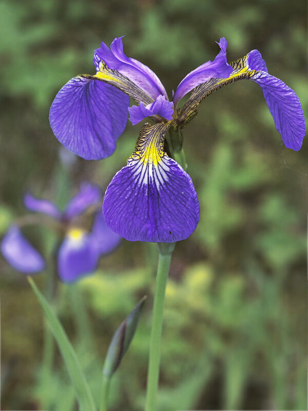 Ирис - Эдуард Куклин