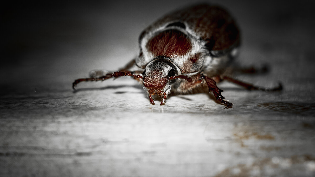 May Bug | 17 - Sergey Sonvar