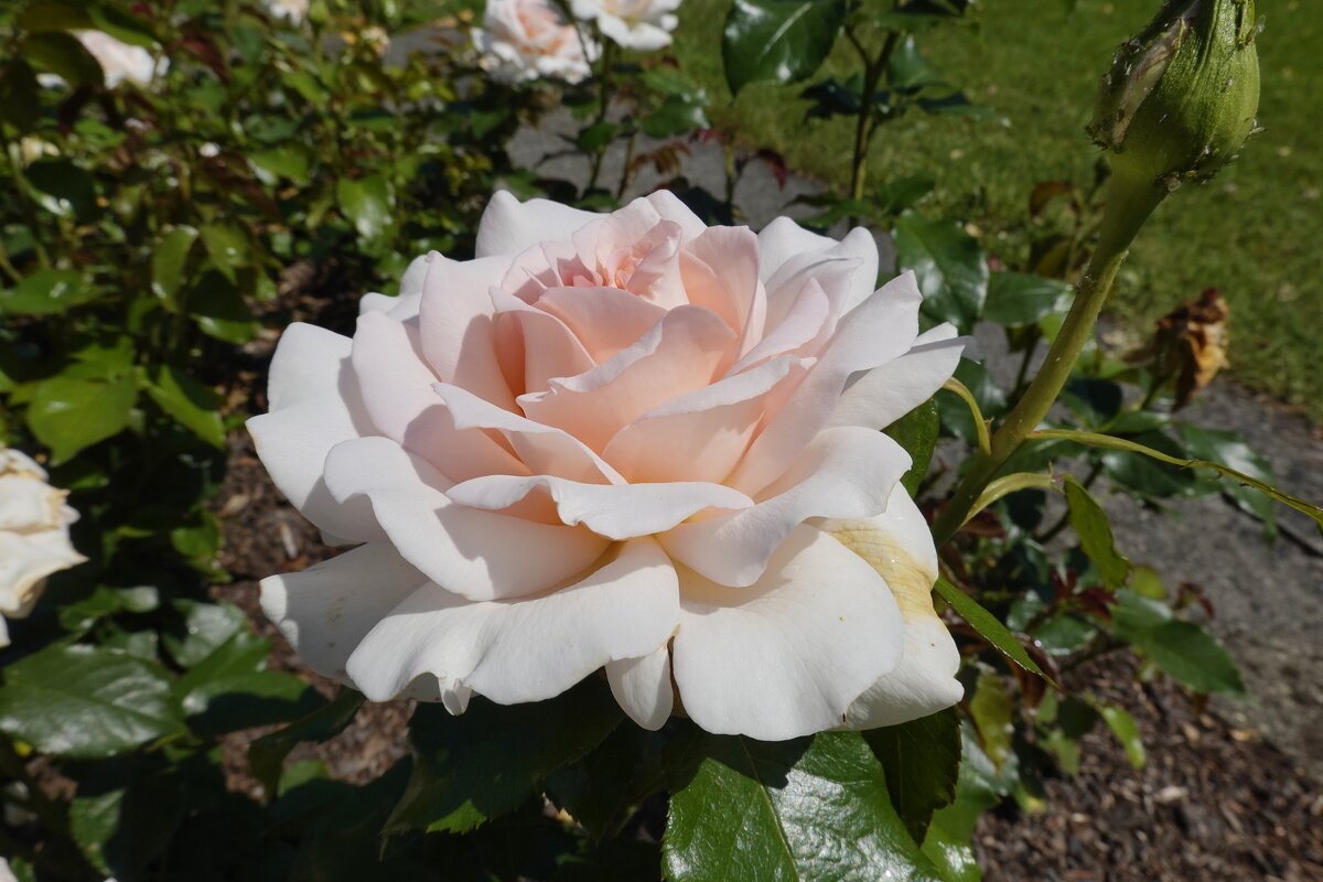 Июньская нежность - Галина 