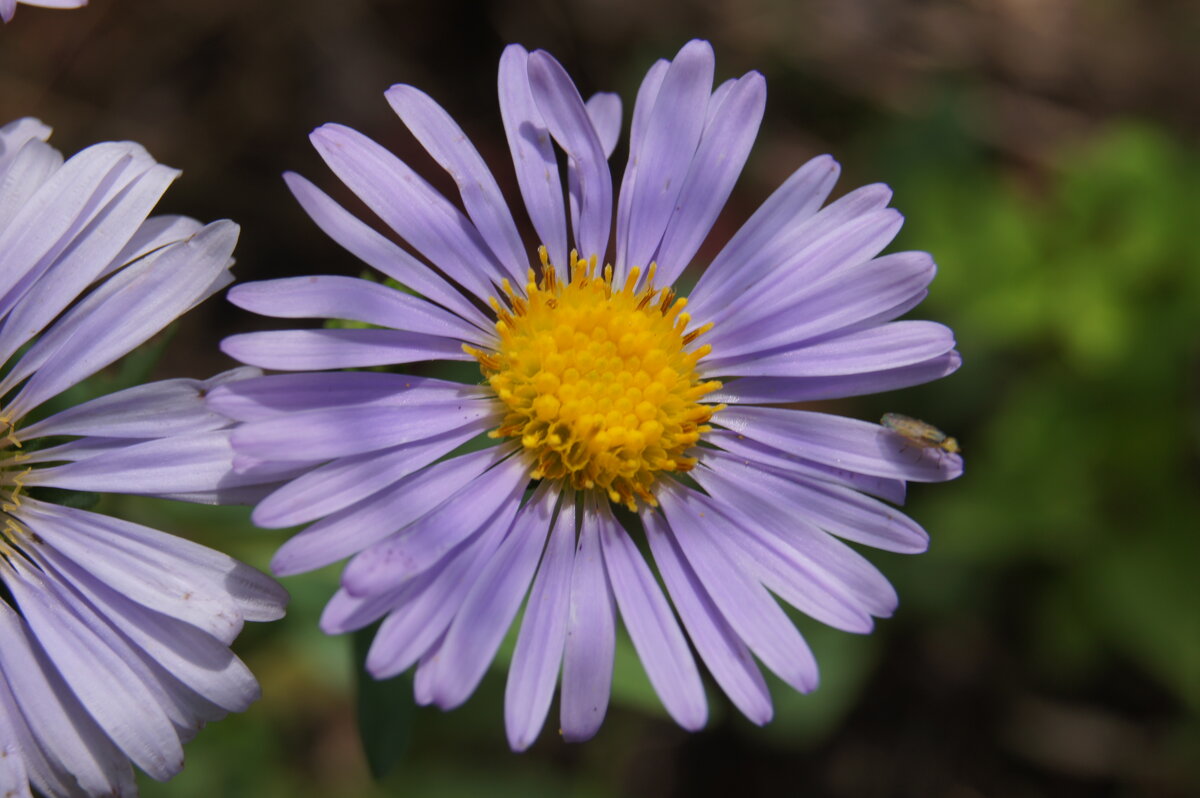 Астра - Глеб 