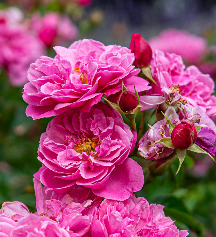 Цветы - Sergej Цветы - Sergej