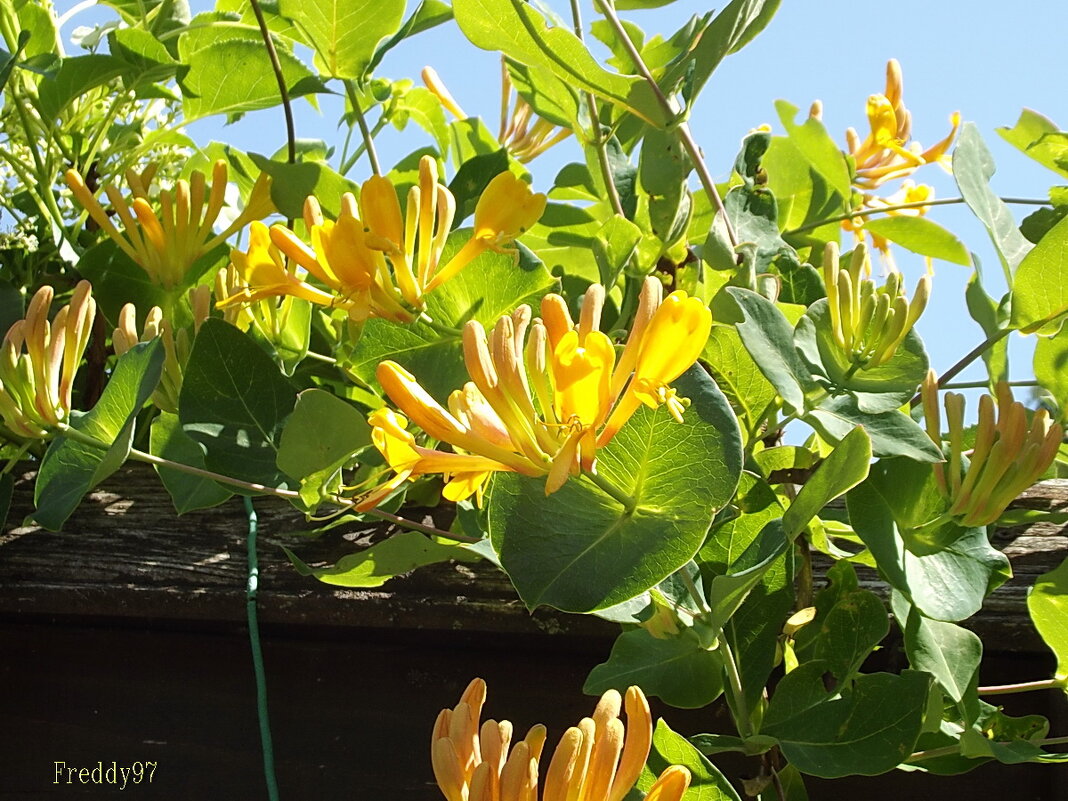 Жимолость каприфоль - Freddy 97