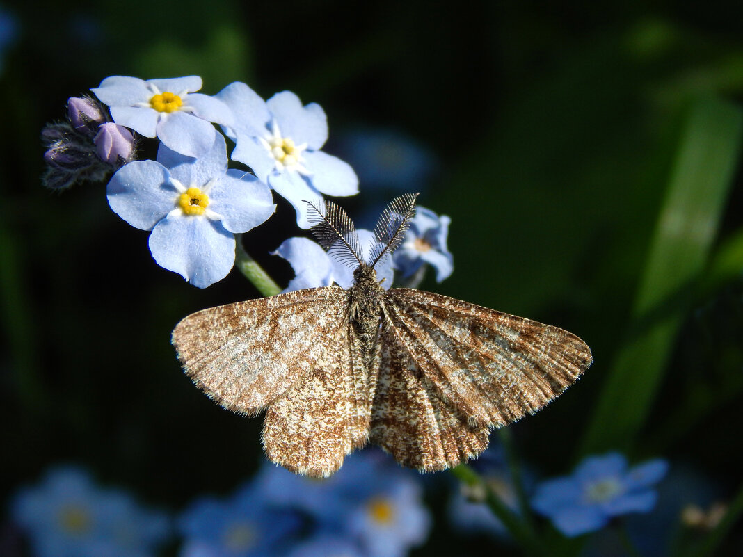 Усатая и полосатая - Александр Ковальчук Усатая и полосатая - Александр Ковальчук