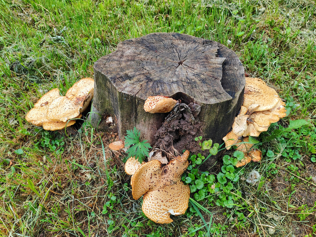 Лопоухий) - Денис Бочкарёв Лопоухий) - Денис Бочкарёв