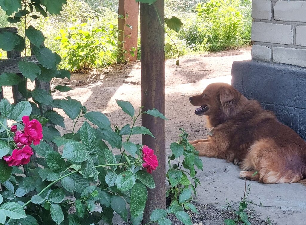 Вечернее настроение :) - Наталья Вечернее настроение :) - Наталья