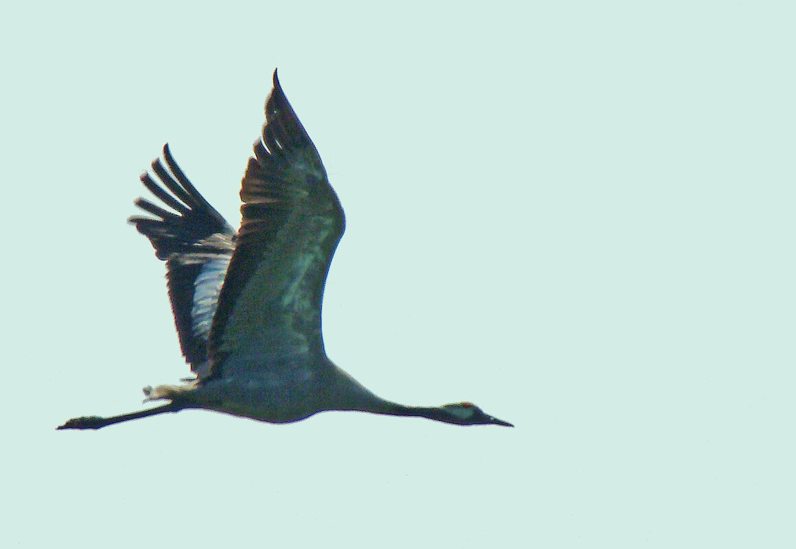 серый журавль - gawrilа - dan