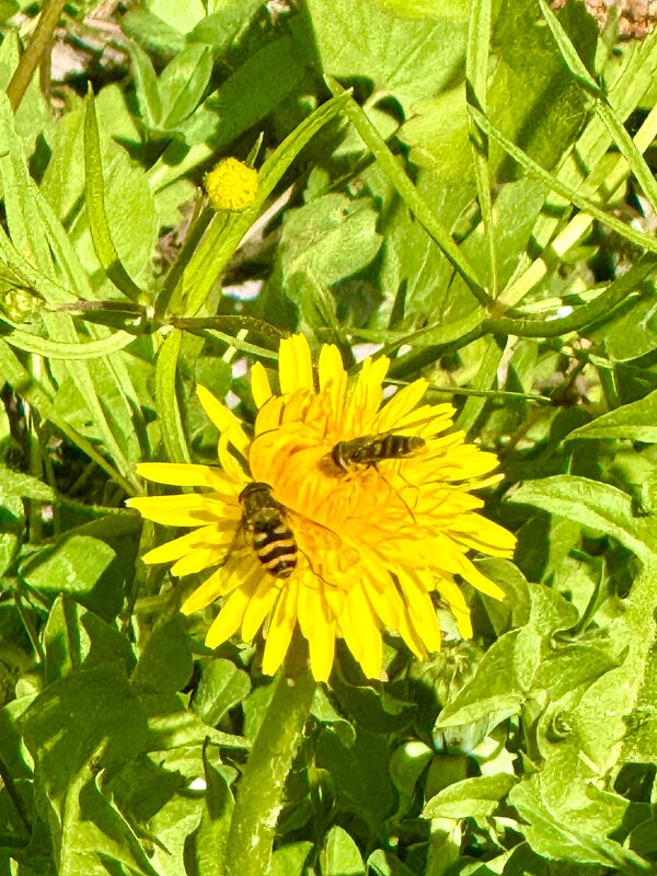 Пчелки труженицы - Iren Brilliance Пчелки труженицы - Iren Brilliance