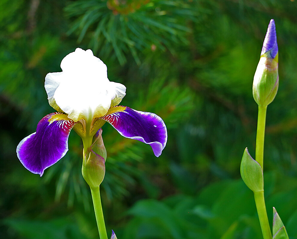 10 июня - всё ещё ирисы! - Светлана 