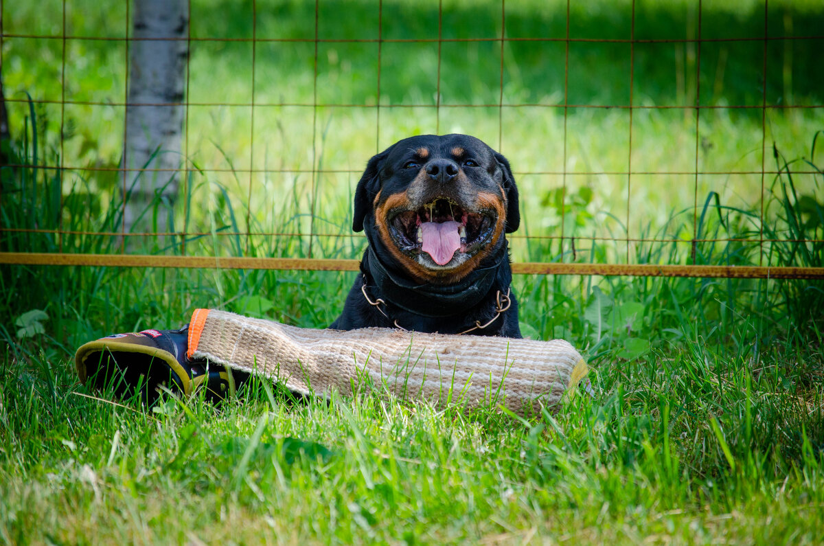 Собака - Александр Бочериков