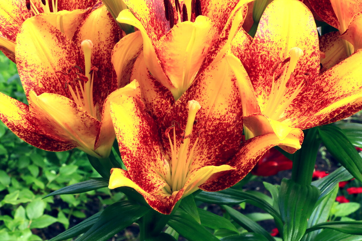 лилия - Игорь Kуленко