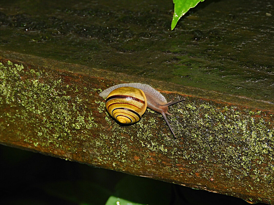 Моллюск садовая цепея - Лина Моллюск садовая цепея - Лина