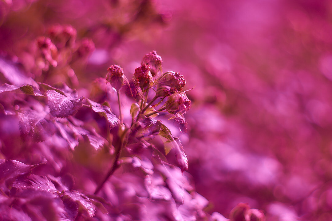 ИЮНЬ(НАСТРОЕНИЕ,ЦВЕТ КРАСНЫЙЙЙ) - Александр Леонов