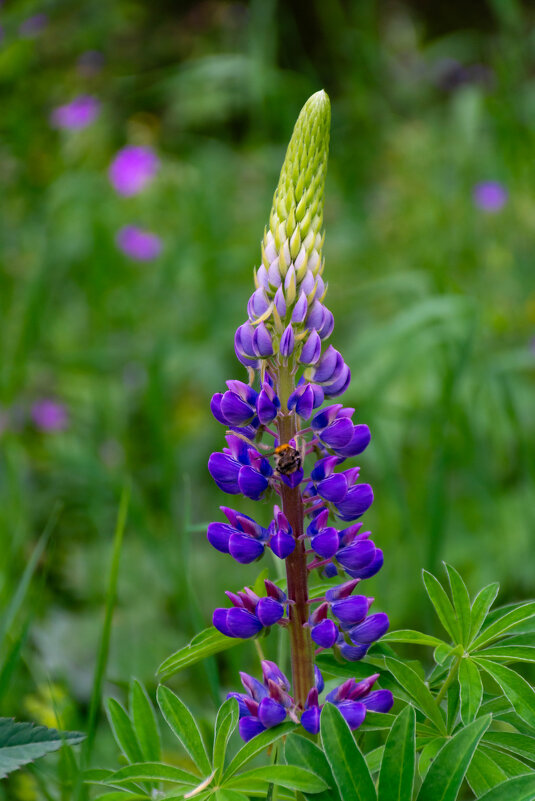 Люпин - Владимир VS Люпин - Владимир VS